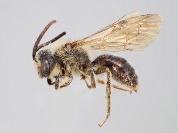 [Andrena cupreotincta male thumbnail]